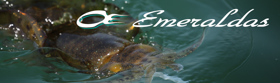 ダイワ】エメラルダスラトルTYPE S 夜光-ハッスルナイト入荷！ - 株式