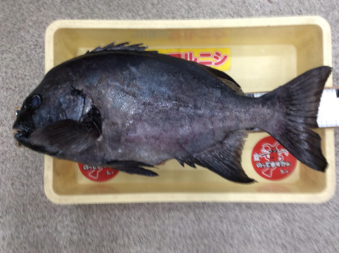 石鯛ネムリ釣針15号400本土佐丹吉最終大特価