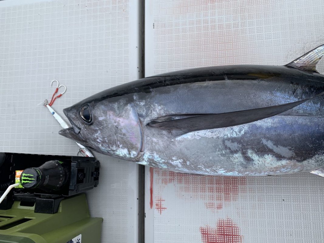 流行りのトンジギに挑戦。 - 株式会社つり具のマルニシ