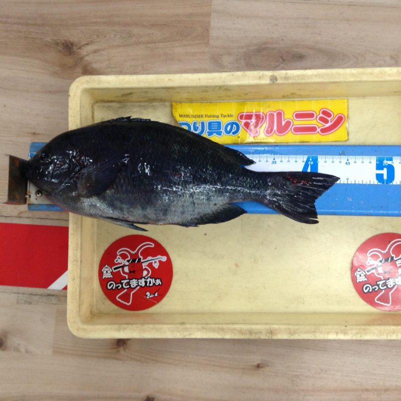 中紀蟻島】グレ44cm！【フカセ釣り】 - 株式会社つり具のマルニシ