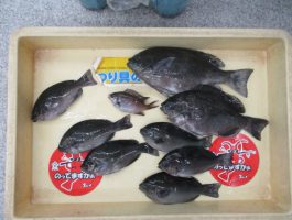田ノ浦で紀州釣り