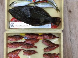 加太周辺にて五目釣り【つりDEビンゴ】