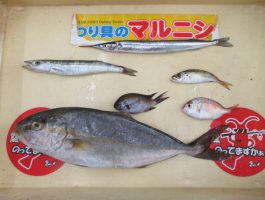 【おたのしみブック】加太にてサビキ・のませ釣り