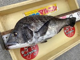 紀州釣りで丸太チヌ！！