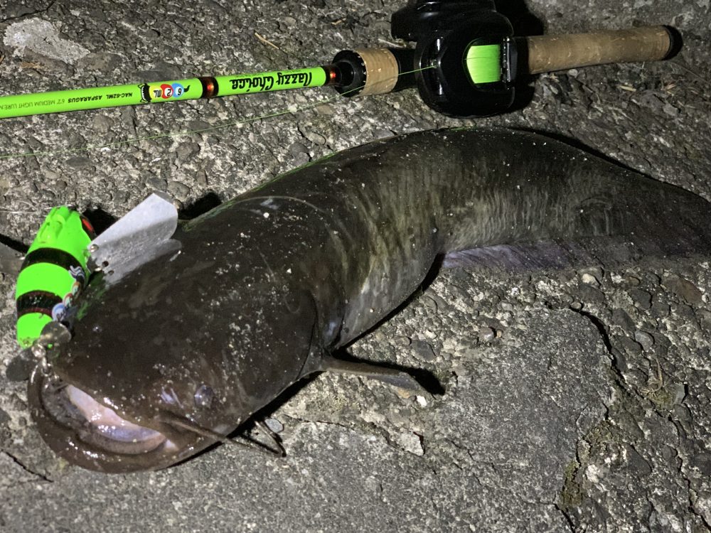 夜な夜なナマズ釣り！ - 株式会社つり具のマルニシ