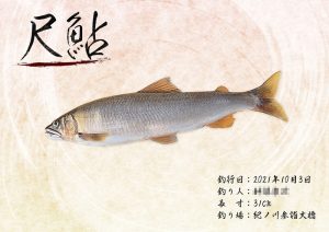【デジタル魚拓】制作事例 No.011 “紀ノ川の尺鮎