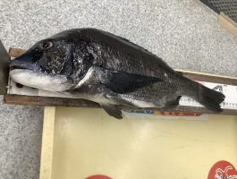 【第二弾チヌ・グレダービー2024】紀ノ川、紀州釣り釣果！