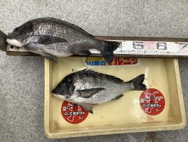 【第二弾チヌ・グレダービー2024】中紀　紀州釣り釣果！