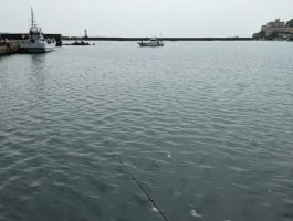 【スタッフ釣行】和歌浦漁港　カタクチ釣れています♪