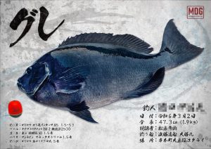 【デジタル魚拓】制作事例 No.029“串本のグレ”