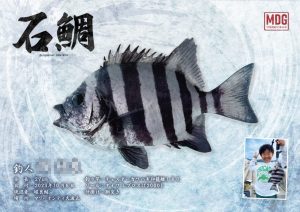 【デジタル魚拓】制作事例 No.030“石鯛”