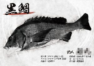 【デジタル魚拓】制作事例 No.031“大阪南港の黒鯛”
