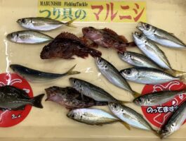 サビキ釣り・胴突き仕掛け！