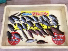 【おさかなチャレンジ】和歌浦にてサビキ・投げ釣り釣果！