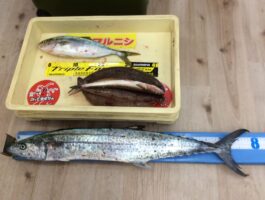 田ノ浦にてショアジギ釣果！良型サワラ登場！