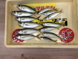 田ノ浦にてサビキ釣果！