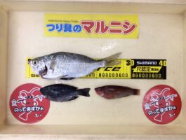 【おさかなチャレンジ】マリーナシティにて投げ釣り、サビキ釣果！