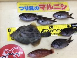 【おさかなチャレンジ】田ノ浦にて胴突き釣果！