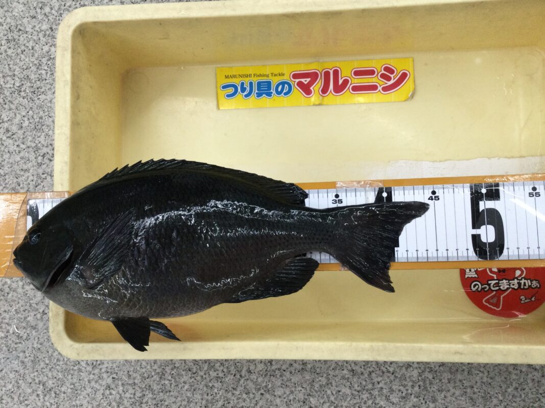 くに太郎ページ くに太郎ページ Z-1206 ホワイト 1.82m 34154 創建【アウンワークス通販】