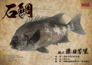 【デジタル魚拓】制作事例 No.049“石鯛”