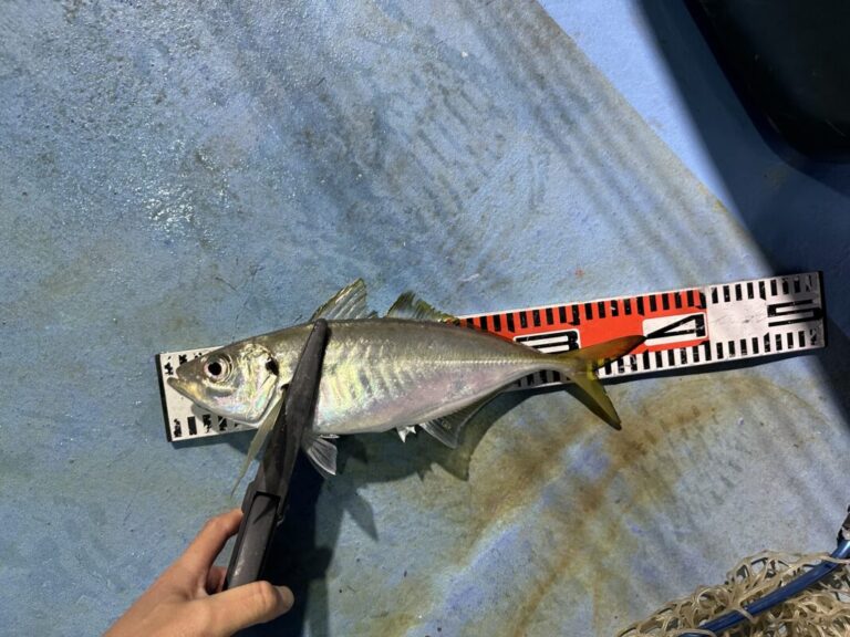 釣果