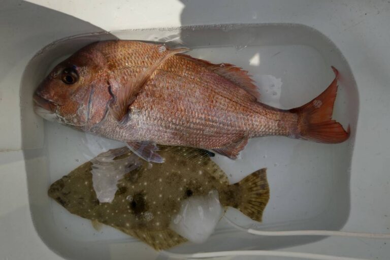 釣果