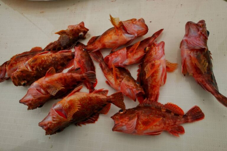 釣果