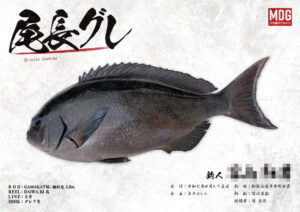 【デジタル魚拓】制作事例 No.052“尾長グレ”