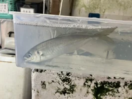 【活きエサ入荷情報】活きアジ再入荷！！今週は活イワシも！