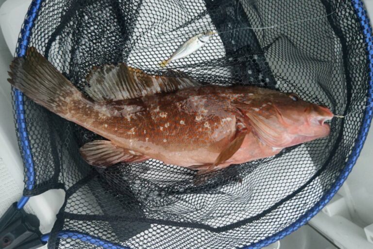 釣果