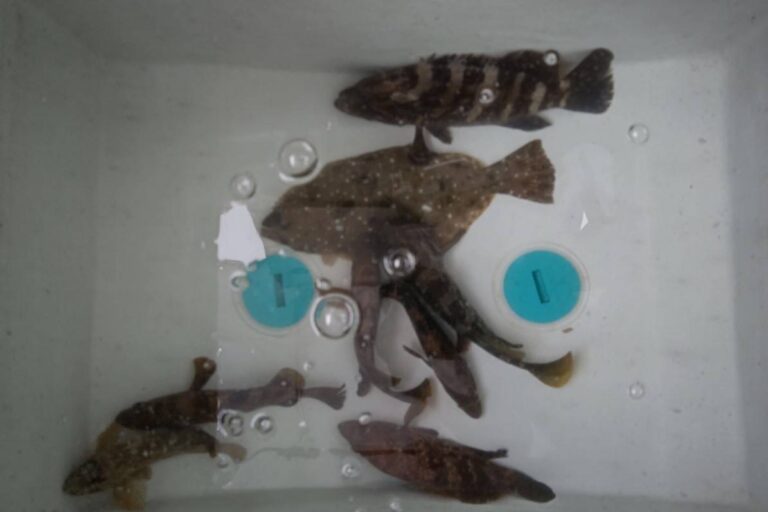 釣果