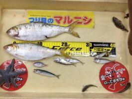 和歌浦でサビキ釣り