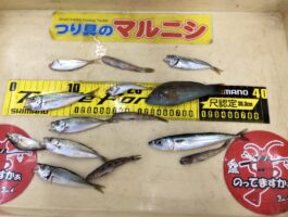 田ノ浦でサビキ釣り