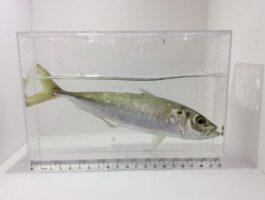 【活きエサ入荷速報】活きアジ再入荷致しました！