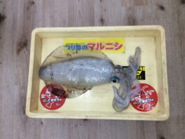 中紀エギングにてアオリイカ！
