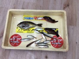 【おさかなチャレンジ】雑賀崎でアイゴやガシラなど魚種多彩！