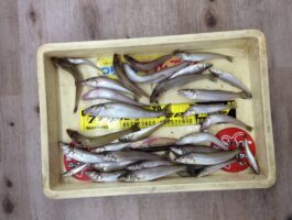 【海南エリア】ちょい投げでキス33匹！最大24ｃｍ！