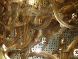 「本店」活けエサ入荷情報！
