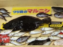 和歌山市 雑賀崎サビキ釣り釣果