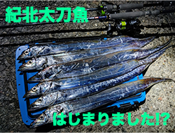 待ちに待った!?タチウオ襲来！