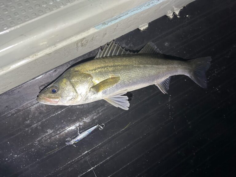 釣果
