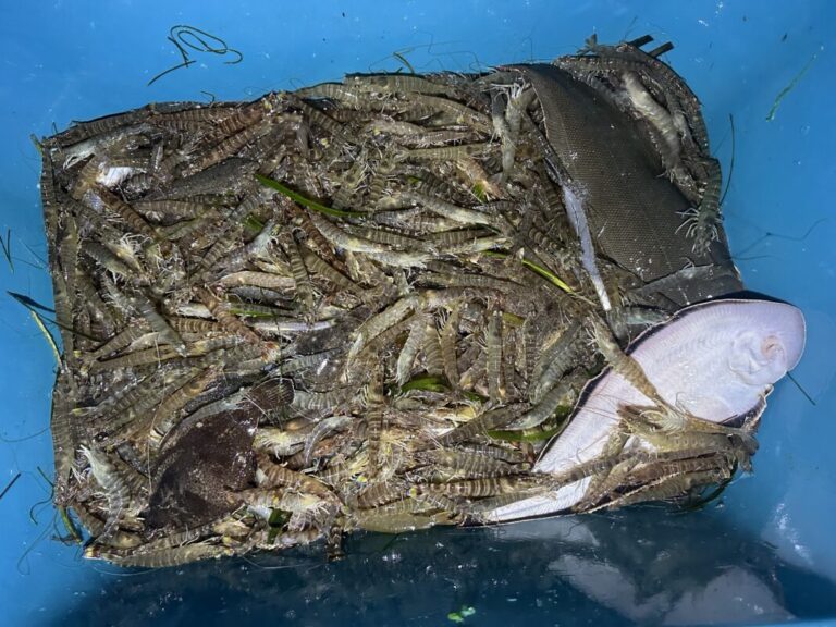 釣果