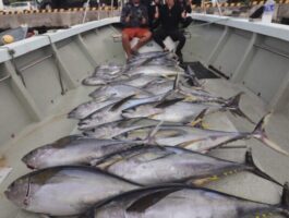 宮古島キハダ釣行！（スタッフ釣果）