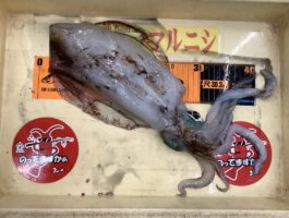 雑賀崎　アオリイカ釣果！
