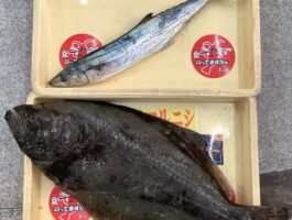 紀北沖にてアンダーベイト！