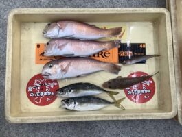 船釣りでアマダイ