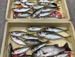 和歌山市内波止にて良型アジ