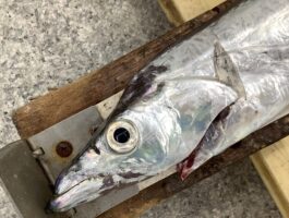 【太刀魚ダービー】水軒にて！