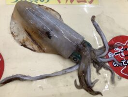 中紀にて