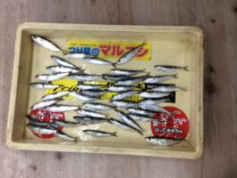 田ノ浦のサビキ釣り釣果